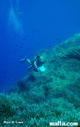 Diver exploring the merkanti reef