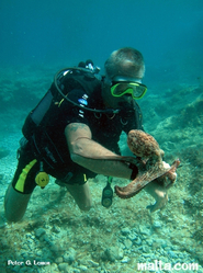 Exploring the marine life of the Merkanti reef