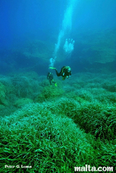 Sea bed at the Merkanti reef