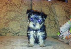 puppies for sale,puppy for adoption,yorkie puppy